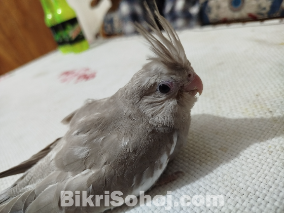 Cockatiel